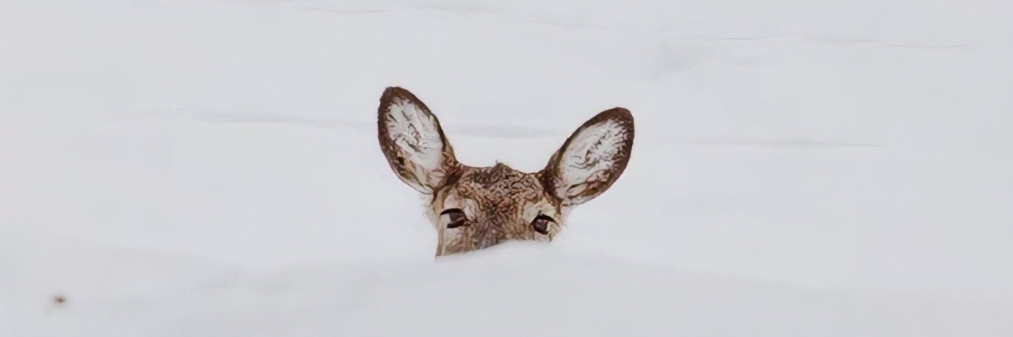 يناير 🤎🦌 banner