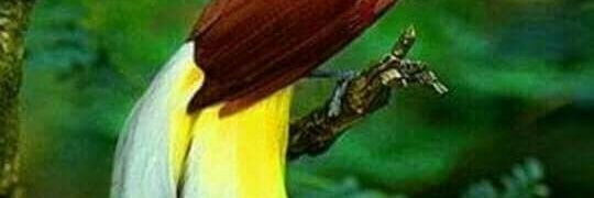 Dedamartha's profile banner image