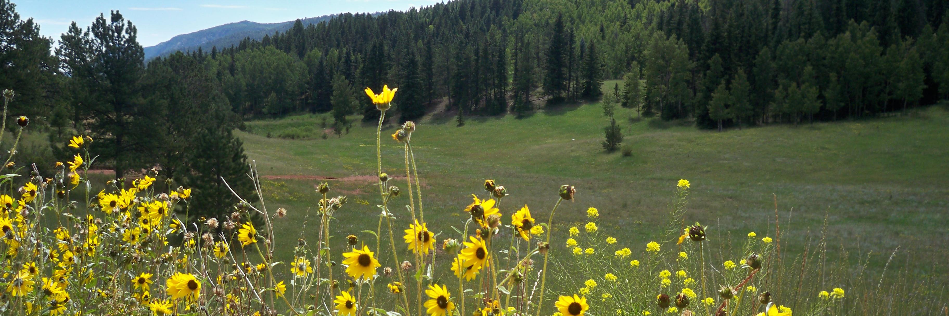 AspenValleyRnch's profile banner image