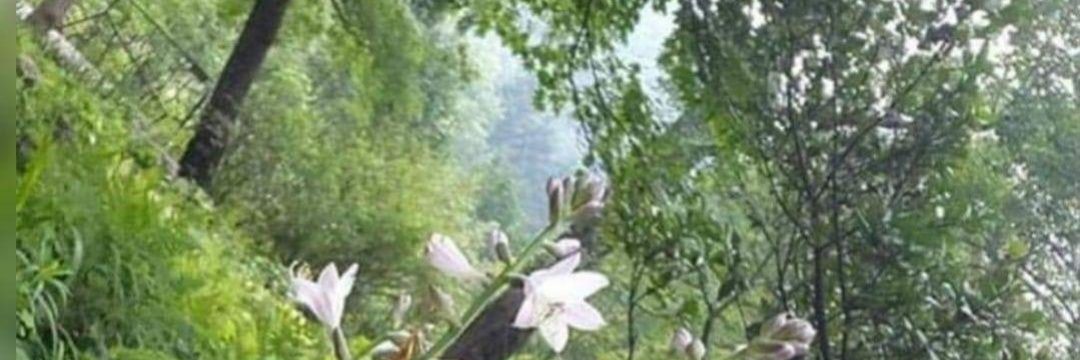 Aroma-sweetday banner