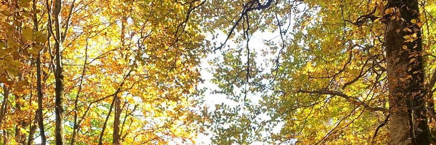 golitfti's profile banner image