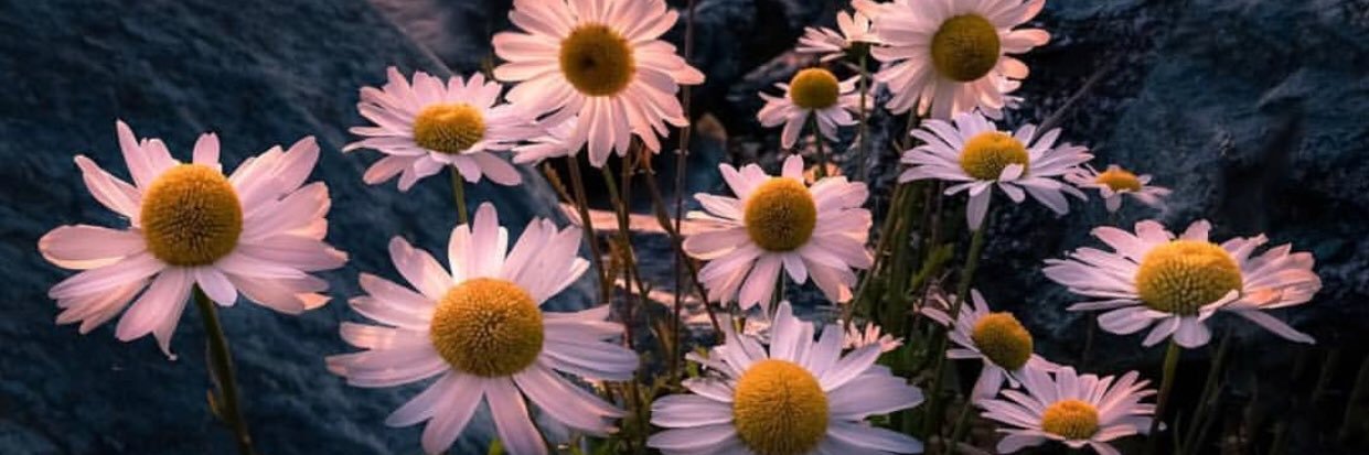 yasmindoak's profile banner image