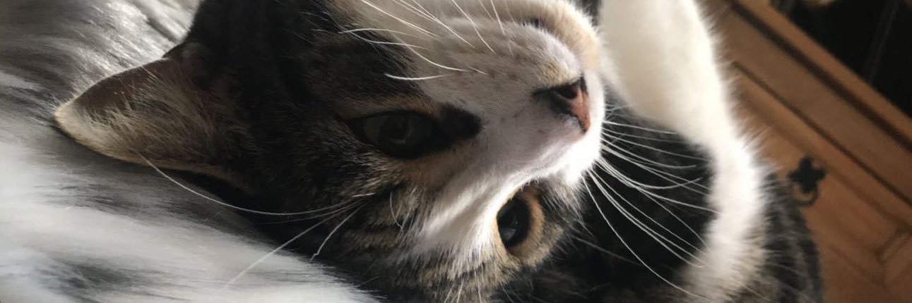 macietxlbot's profile banner image