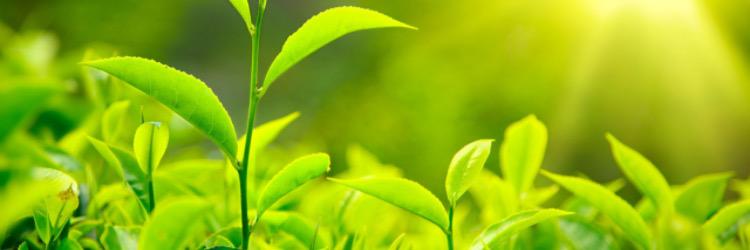 organic51's profile banner image