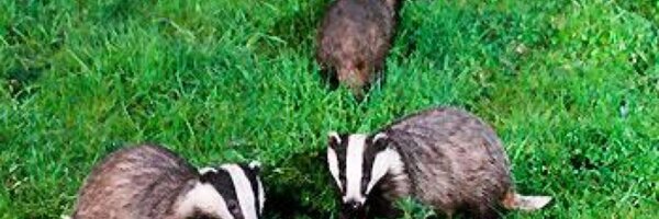 lsrlinda Profile Banner