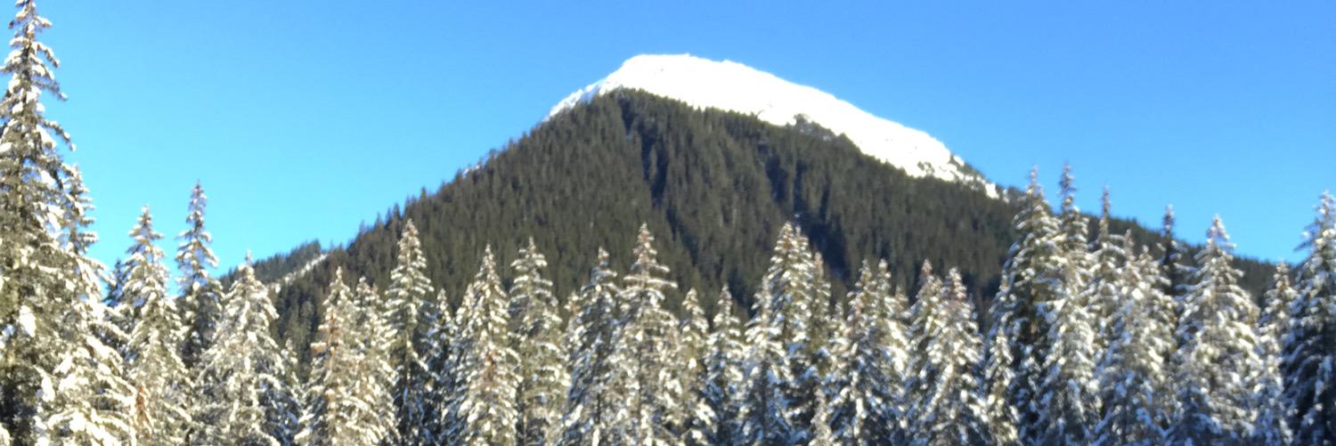 Ildiko McCabe banner