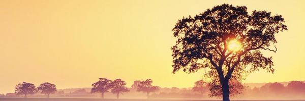 SiliGom Profile Banner