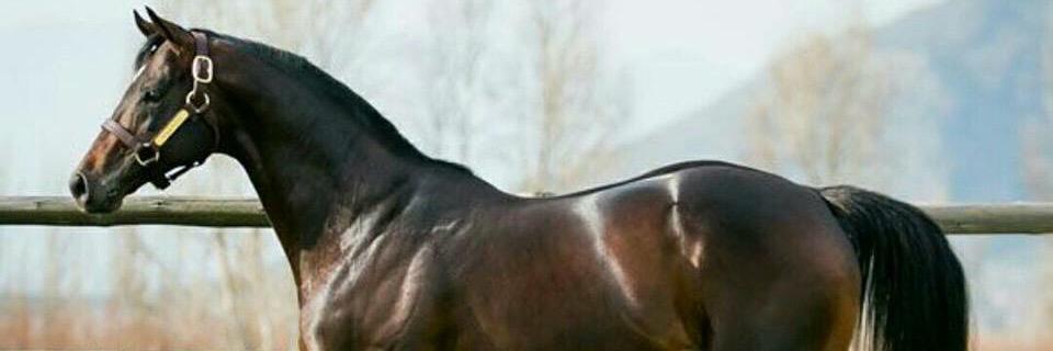 khalidbins91's profile banner image