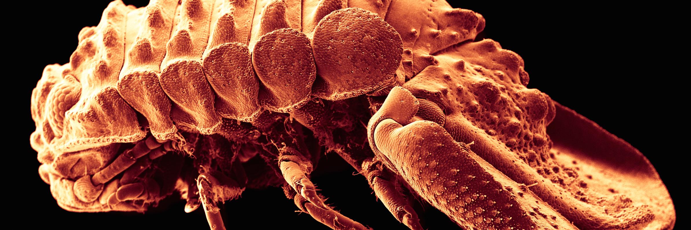 Adam Wall, Carcinologist banner