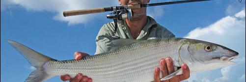 GuysThatFish's profile banner image