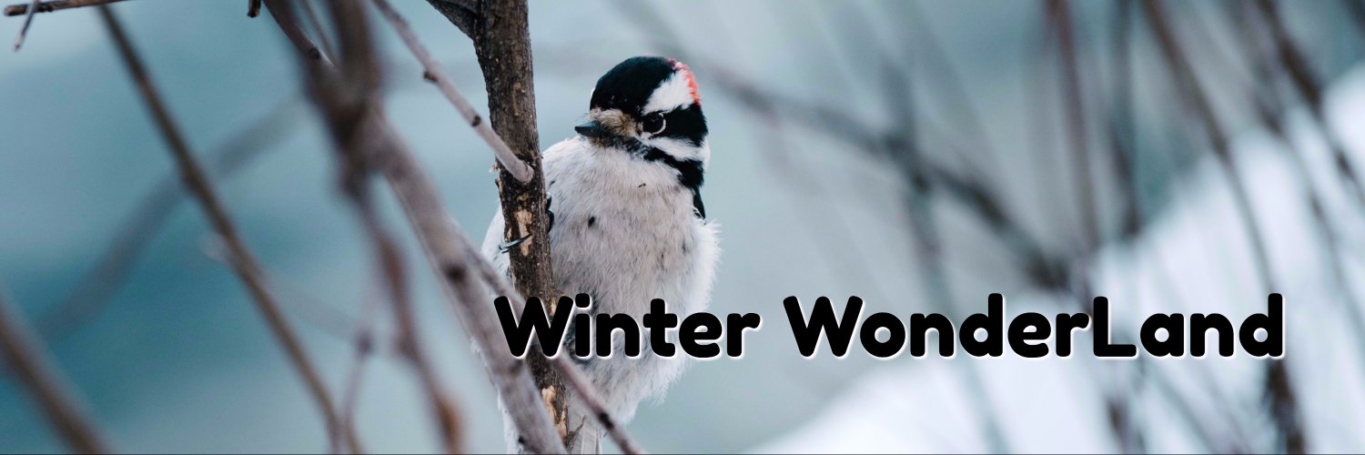 wildbirdsupply's profile banner image