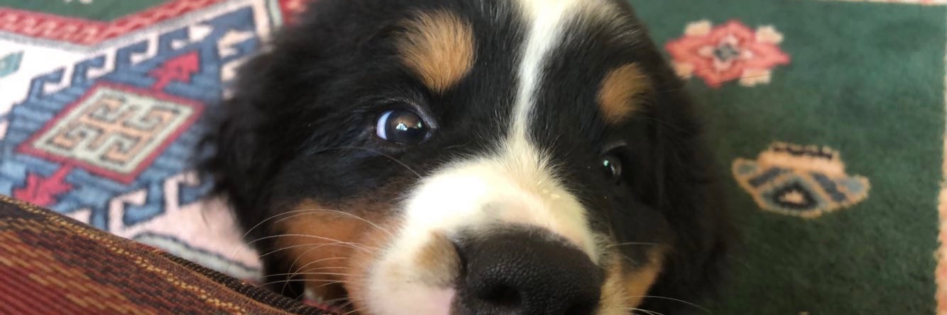 stefikob's profile banner image