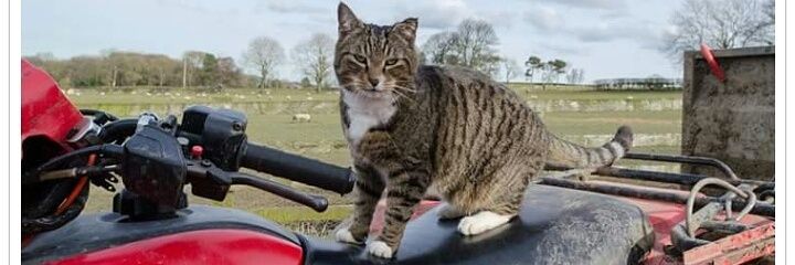 FerrisSheepCat's profile banner image