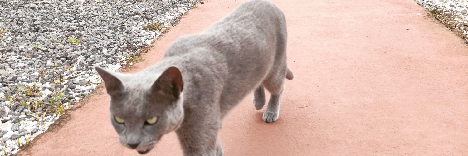 auntiepickle 🇵🇸 🇸🇩 banner