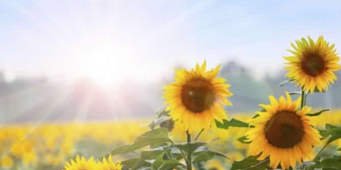 fortsummerarts's profile banner image