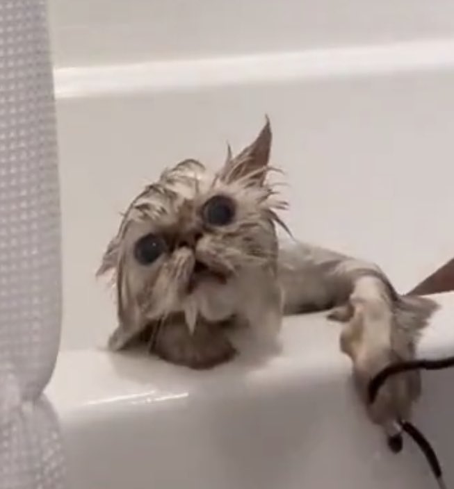 Hail Mary Full of Grace banner