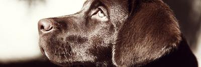 sniffsnout's profile banner image