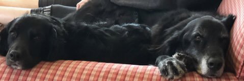 SunnyDogMom's profile banner image