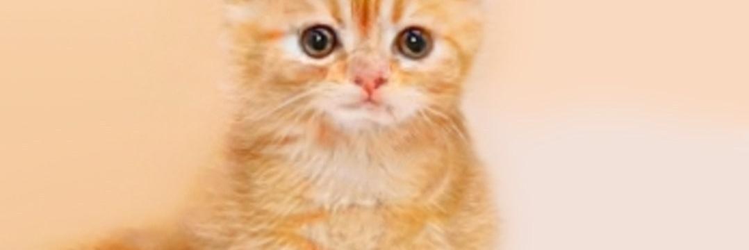 She, hobbit 🇺🇦🇮🇱🇮🇷 banner