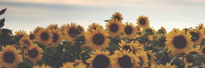 ElineeVdh's profile banner image