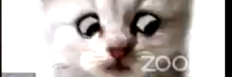 Dr. August Murphy-King banner