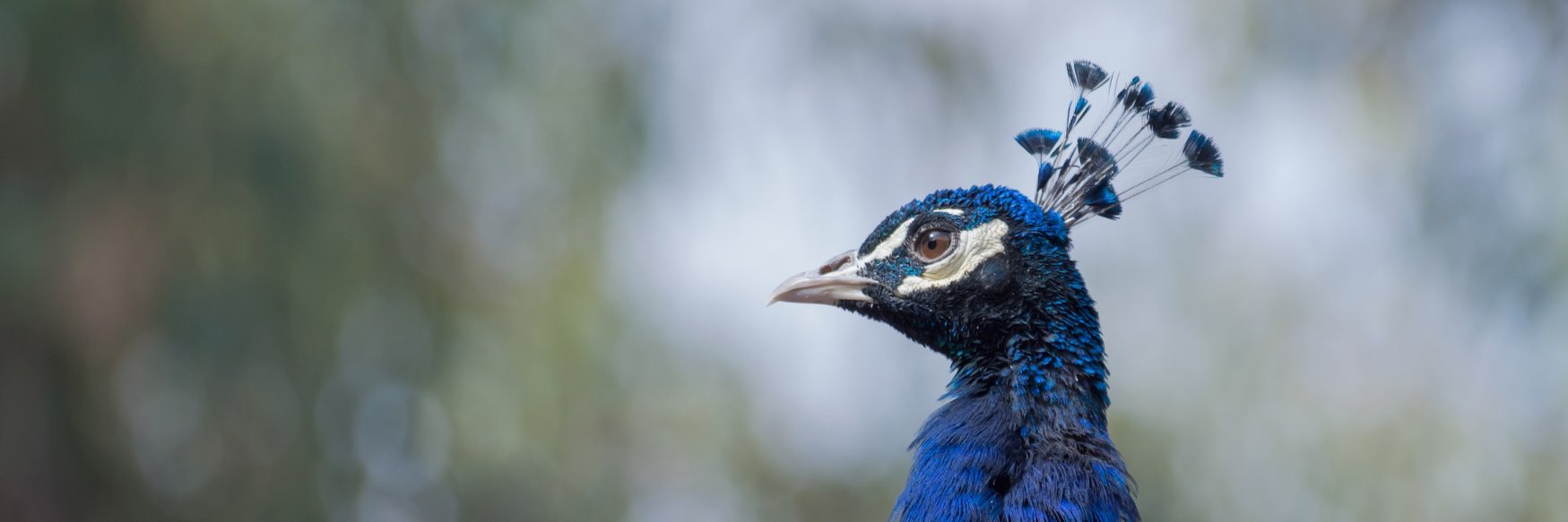 WildlifeClaudio's profile banner image