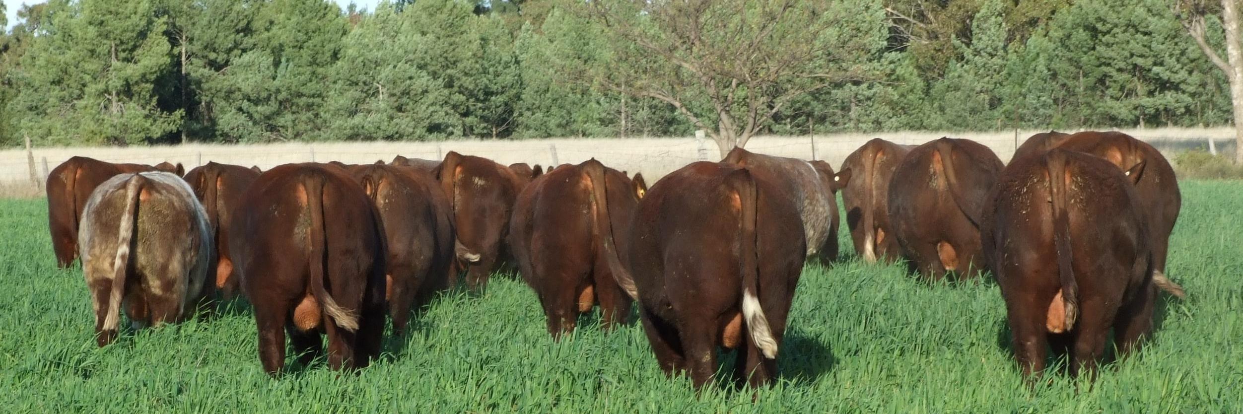 Shorthorn Beef banner
