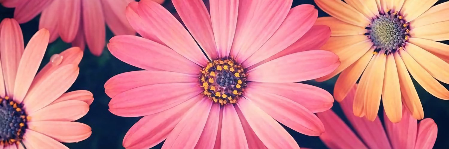 cindygee2's profile banner image