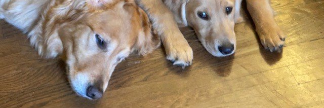 PennyGilson's profile banner image