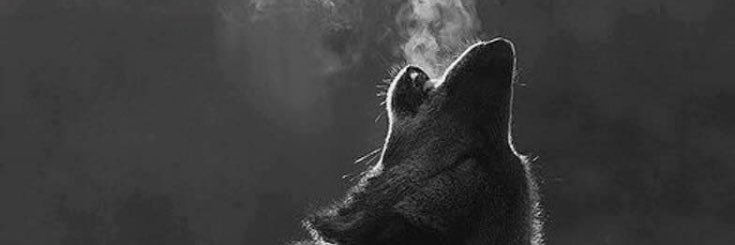 wil9cas's profile banner image
