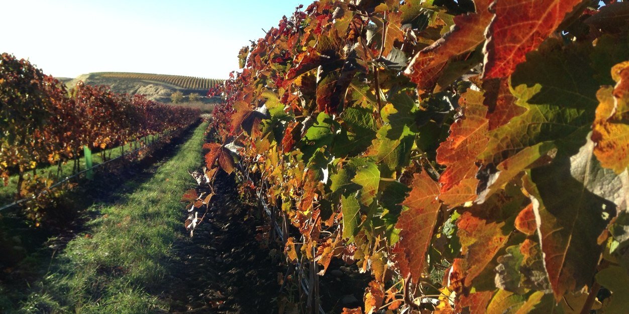 ProperWines's profile banner image