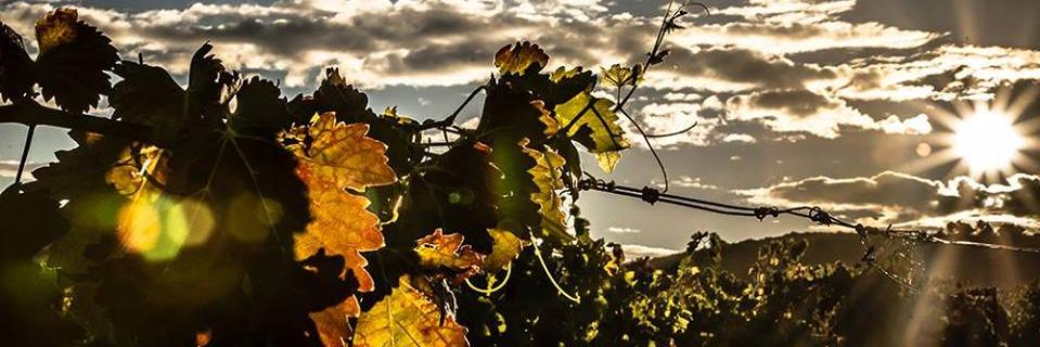 ChateauCapion's profile banner image