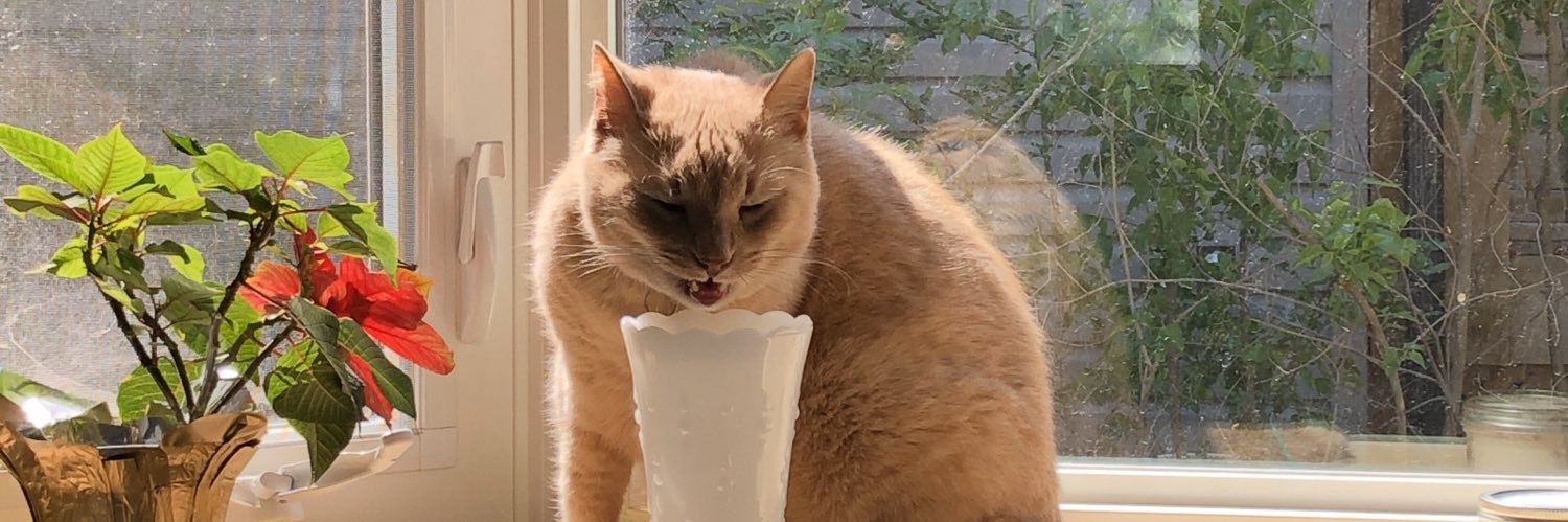 Lauren bIm 🍉 Allen banner