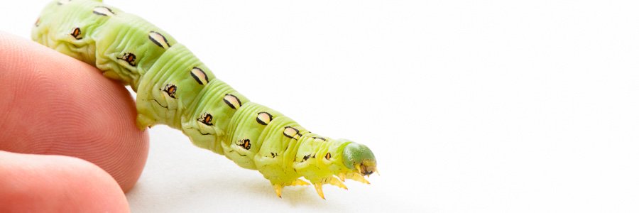 The Bug Chicks banner