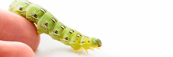 TheBugChicks Profile Banner