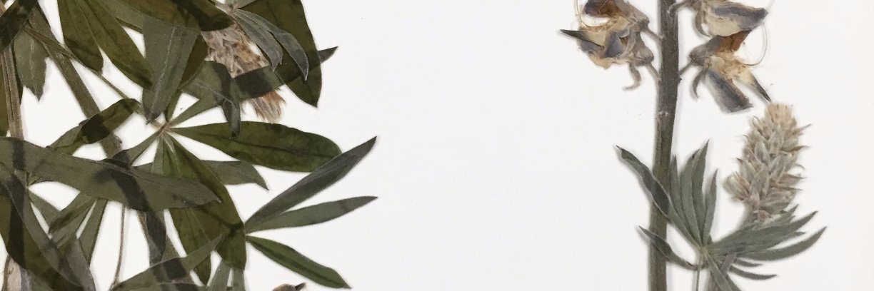 jmultiflorum's profile banner image
