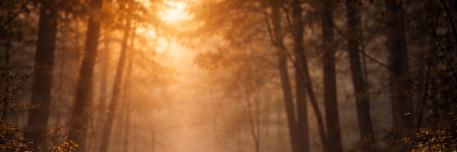 KingWildBoars's profile banner image