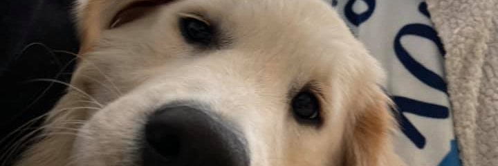 Germán Rendón banner