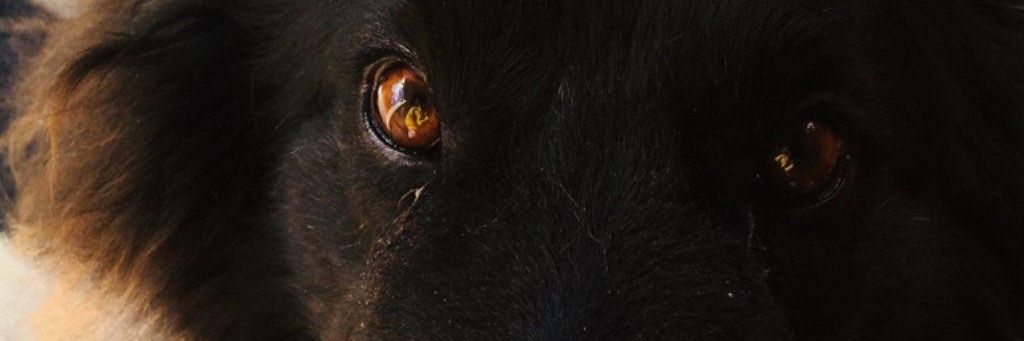 Maigoicoechea's profile banner image