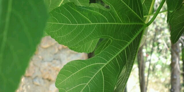 Lena de Botton banner