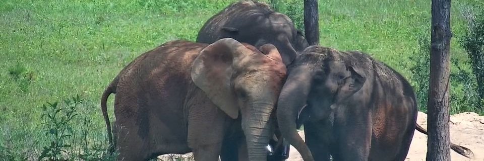 Elephant Aid International's banner