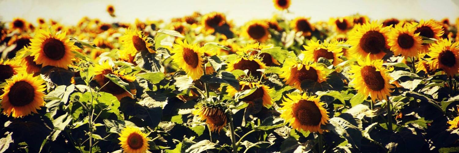 brittann__'s profile banner image