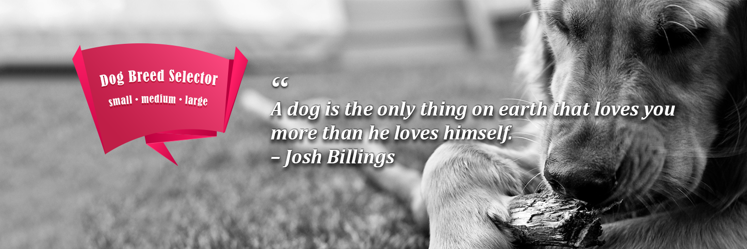 wiki_dog's profile banner image