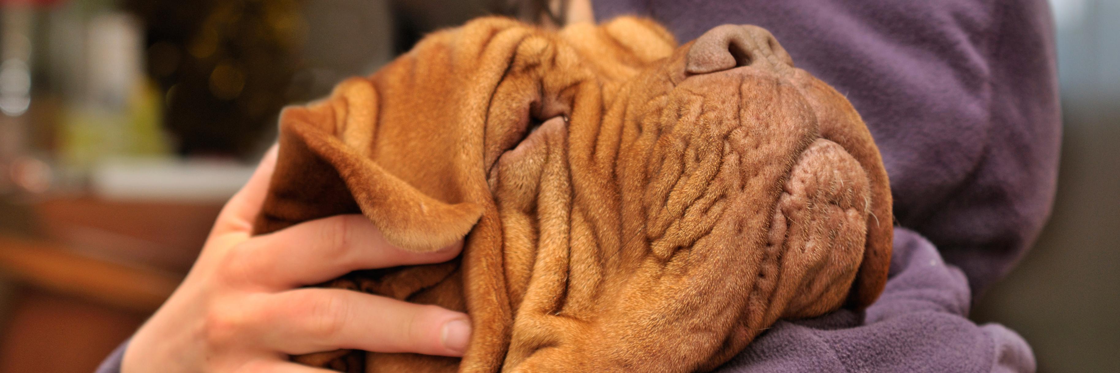 PetsAlarm's profile banner image