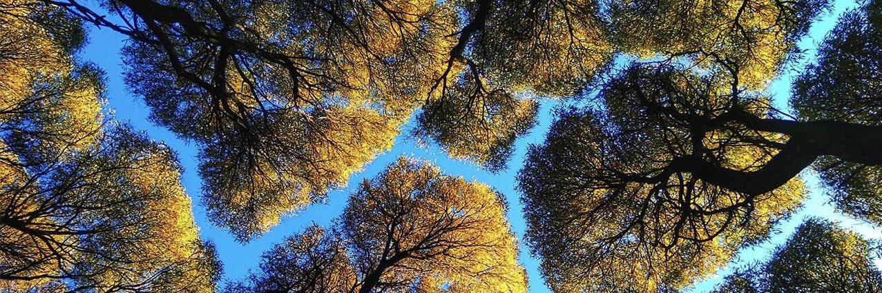 mapiu2016's profile banner image