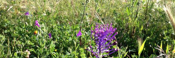 uvadevida Profile Banner