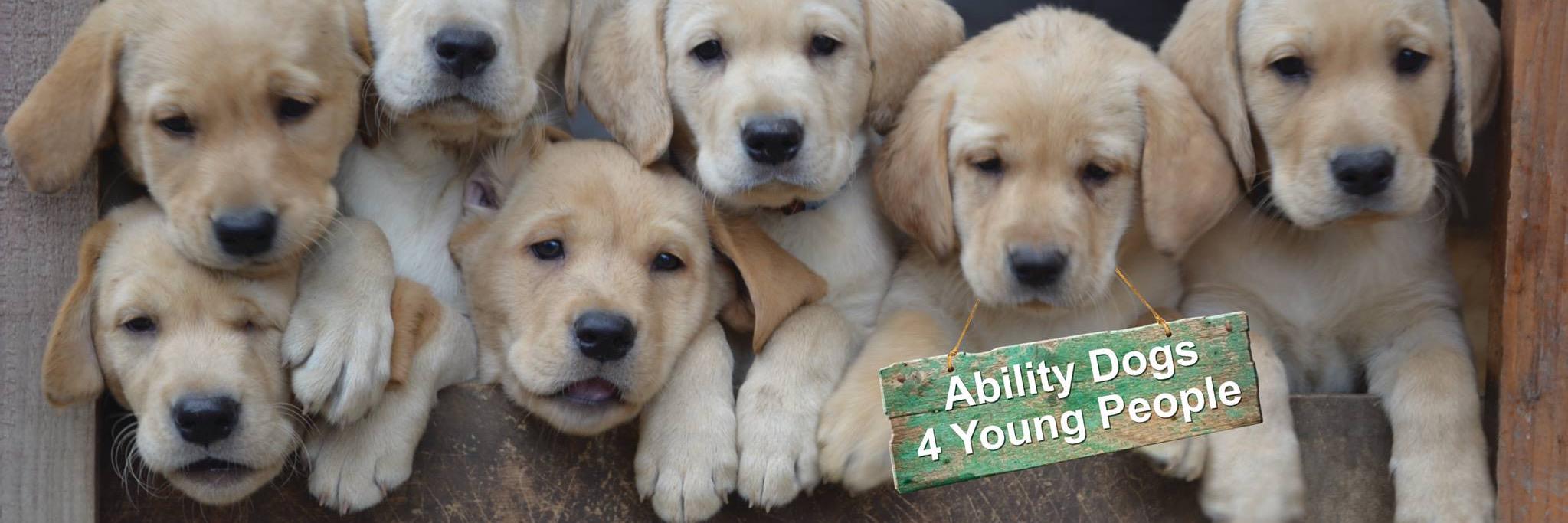 Ability Dogs 4YP banner