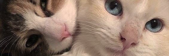 Allysson Chaves 🇬🇷 banner
