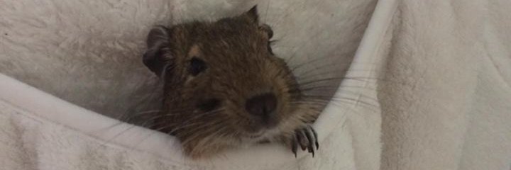 Steve Boothby banner