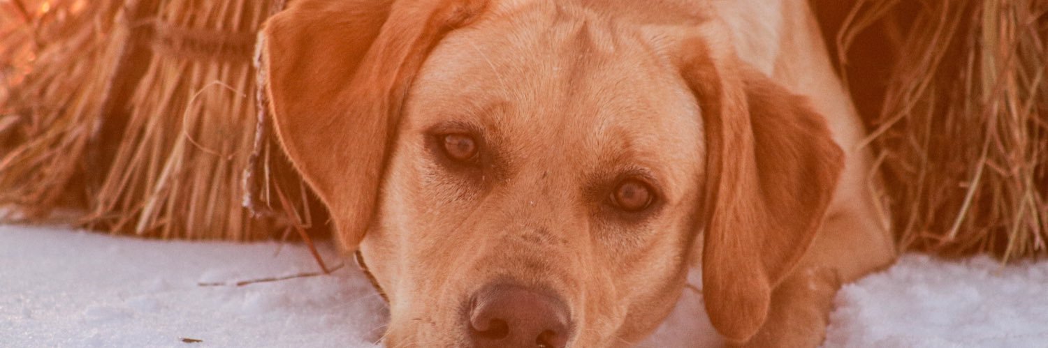schuller32's profile banner image